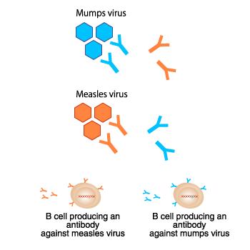 The Specificity Of Antibodies – Elisa Tests