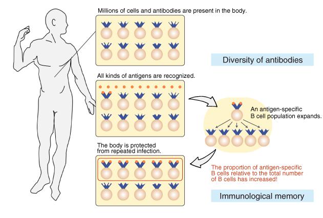 antibody reactivity and specificity