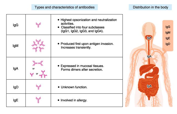 Are Antibodies Found In Plasma