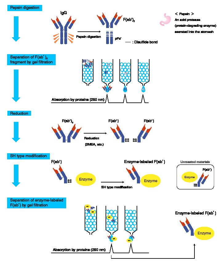 Labeled antibodies – ELISA Tests